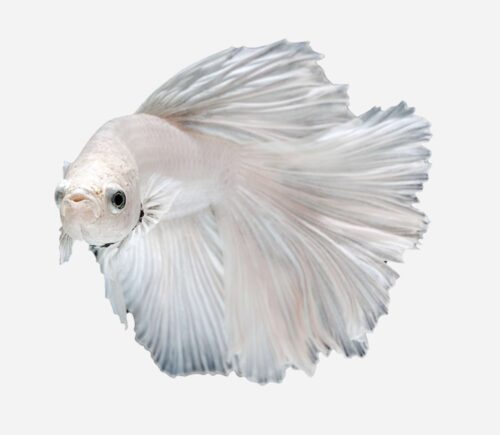 Betta Halfmoon Surtido 💎HQF💎 (macho)