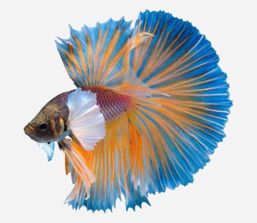 Betta Dumbo Surtido (macho)