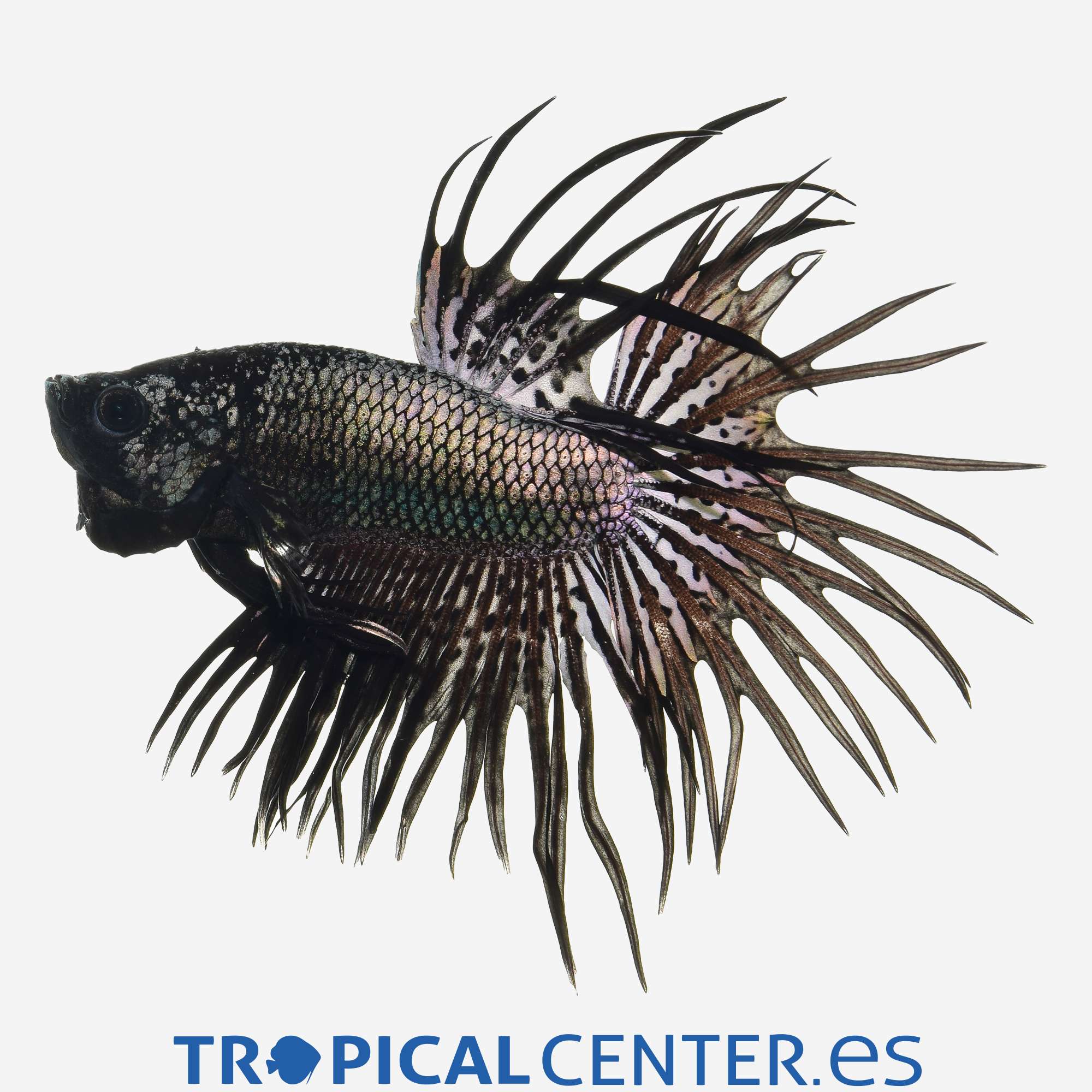 an213-0-betta-corona-black-orchid-hqf-macho_general_4082.jpg an213-0-betta-corona-black-orchid-hqf-macho_general_4082.jpg