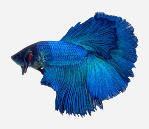 Betta Halfmoon Azul (macho)