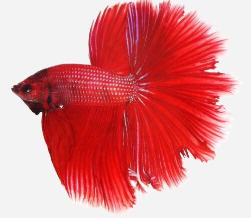 Betta Halfmoon Red Star 💎HQF💎 (macho)