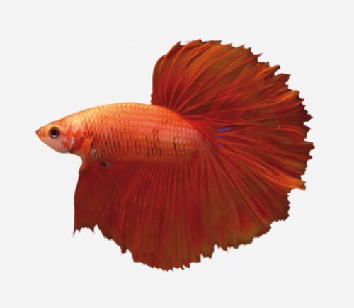 Betta Halfmoon Naranja