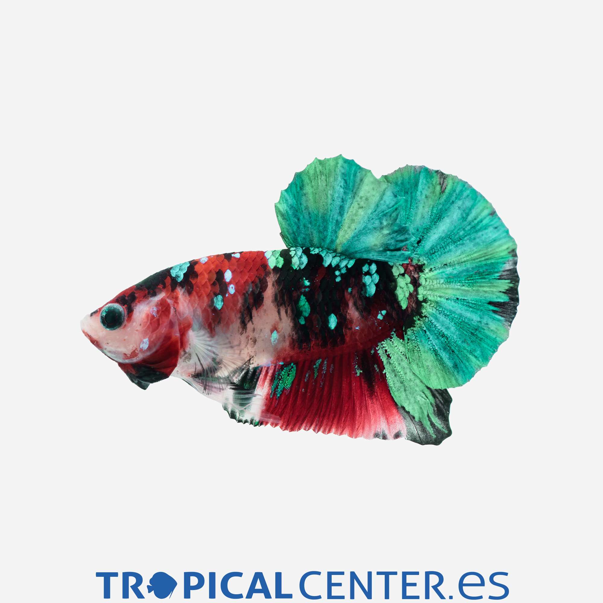 an385-0-betta-plakat-halfmoon-galaxy-macho_general_5114.jpg