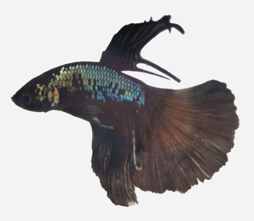 Betta Superdelta Black samurái