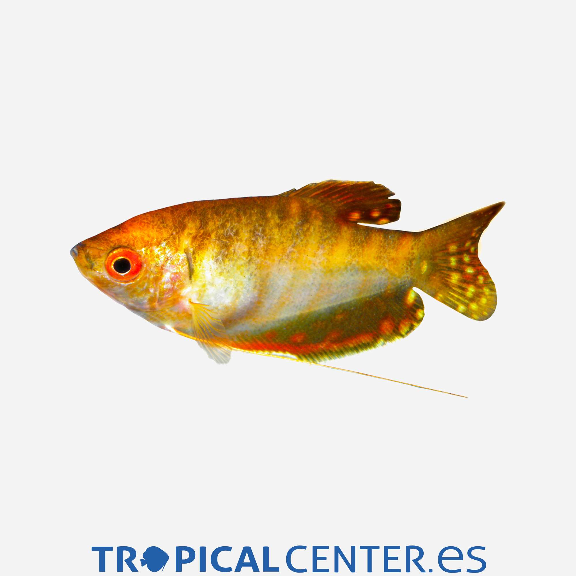 an79-06-gurami-oro-hqf_general_4348.jpg an79-06-gurami-oro-hqf_general_4348.jpg