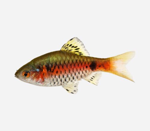 Barbo odessa 💎HQF💎