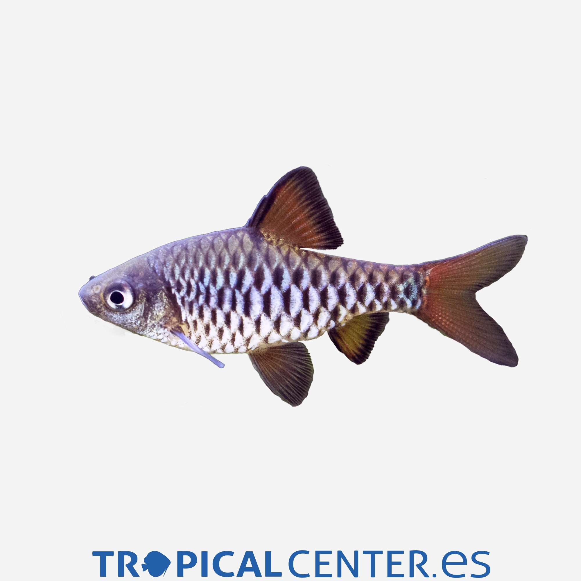 ba21-1-barbo-ajedrez_general_3347.jpg ba21-1-barbo-ajedrez_general_3347.jpg