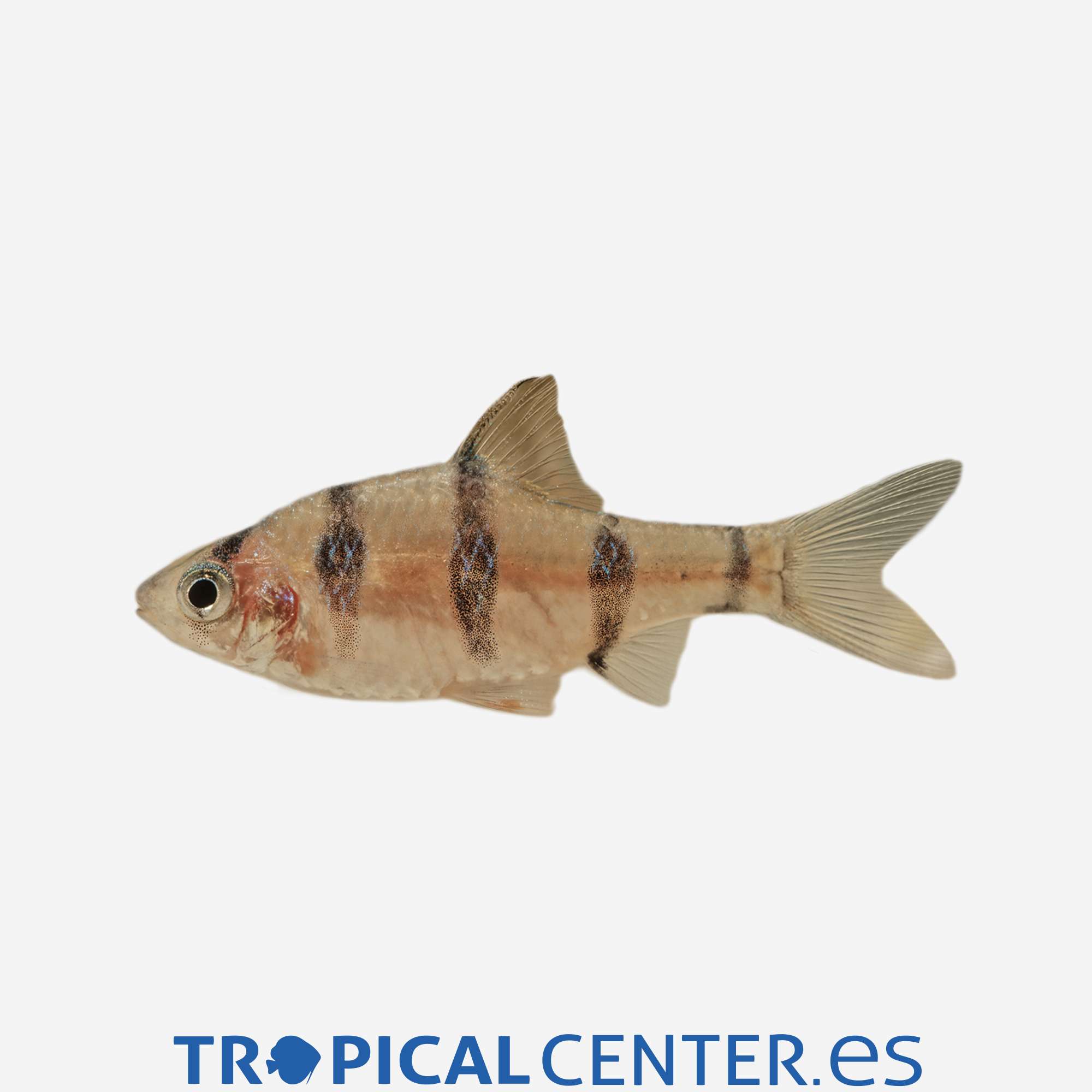 ba56-9-barbo-de-cinco-bandas_general_3353.jpg ba56-9-barbo-de-cinco-bandas_general_3353.jpg