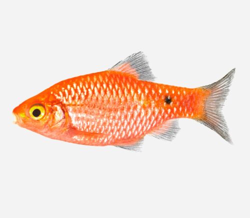 Barbo rosado Cola negra 💎HQF💎