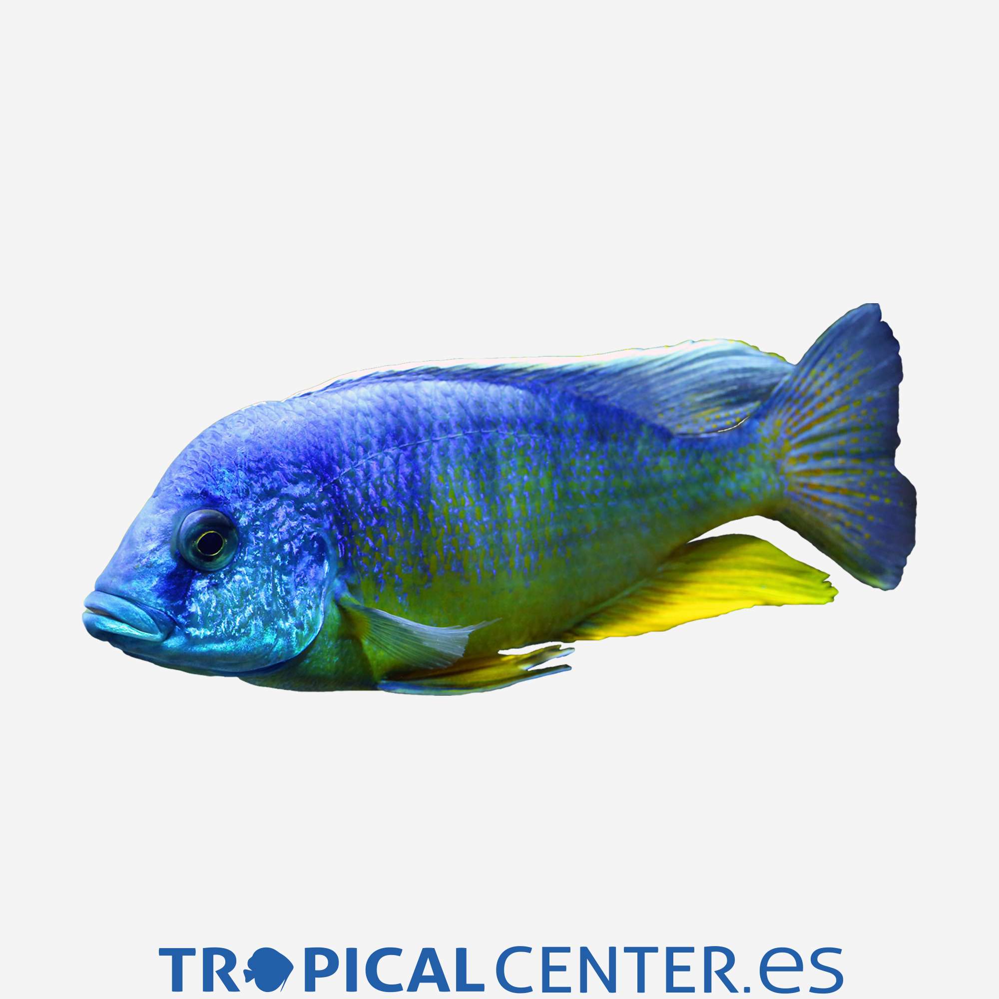 ca176-1-aulonocara-nyassae-azul_general_4584.jpg ca176-1-aulonocara-nyassae-azul_general_4584.jpg