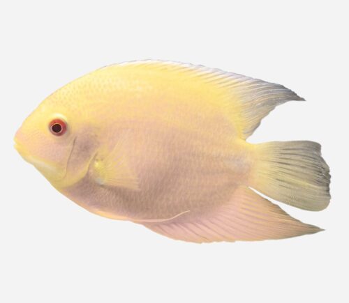 Severum Dorado
