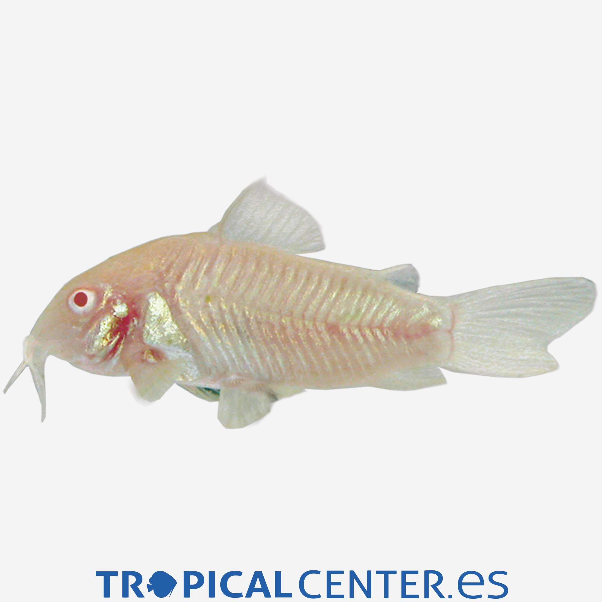 co04-4-coridora-bronce-albina_general_3469.jpg co04-4-coridora-bronce-albina_general_3469.jpg