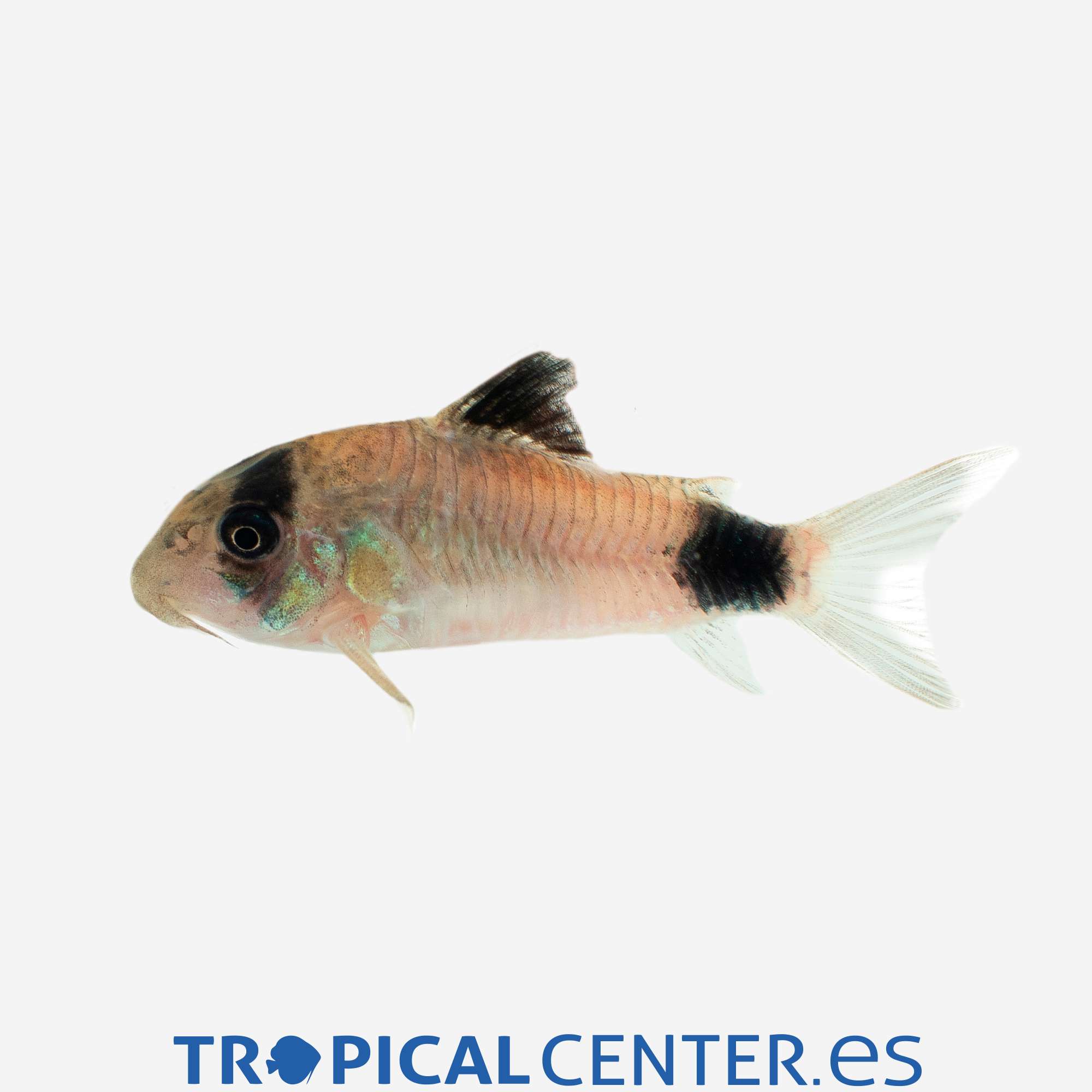 co19-1-coridora-panda_general_4900.jpg co19-1-coridora-panda_general_4900.jpg