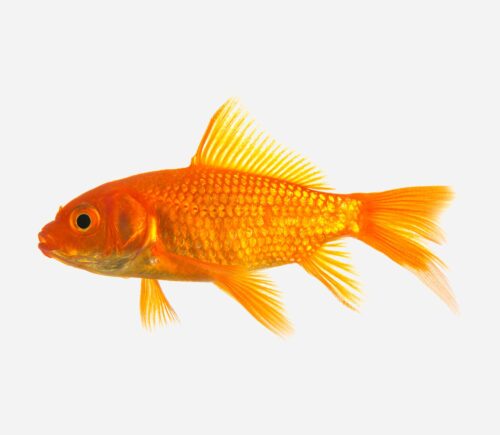 Cometa Rojo 💎HQF💎