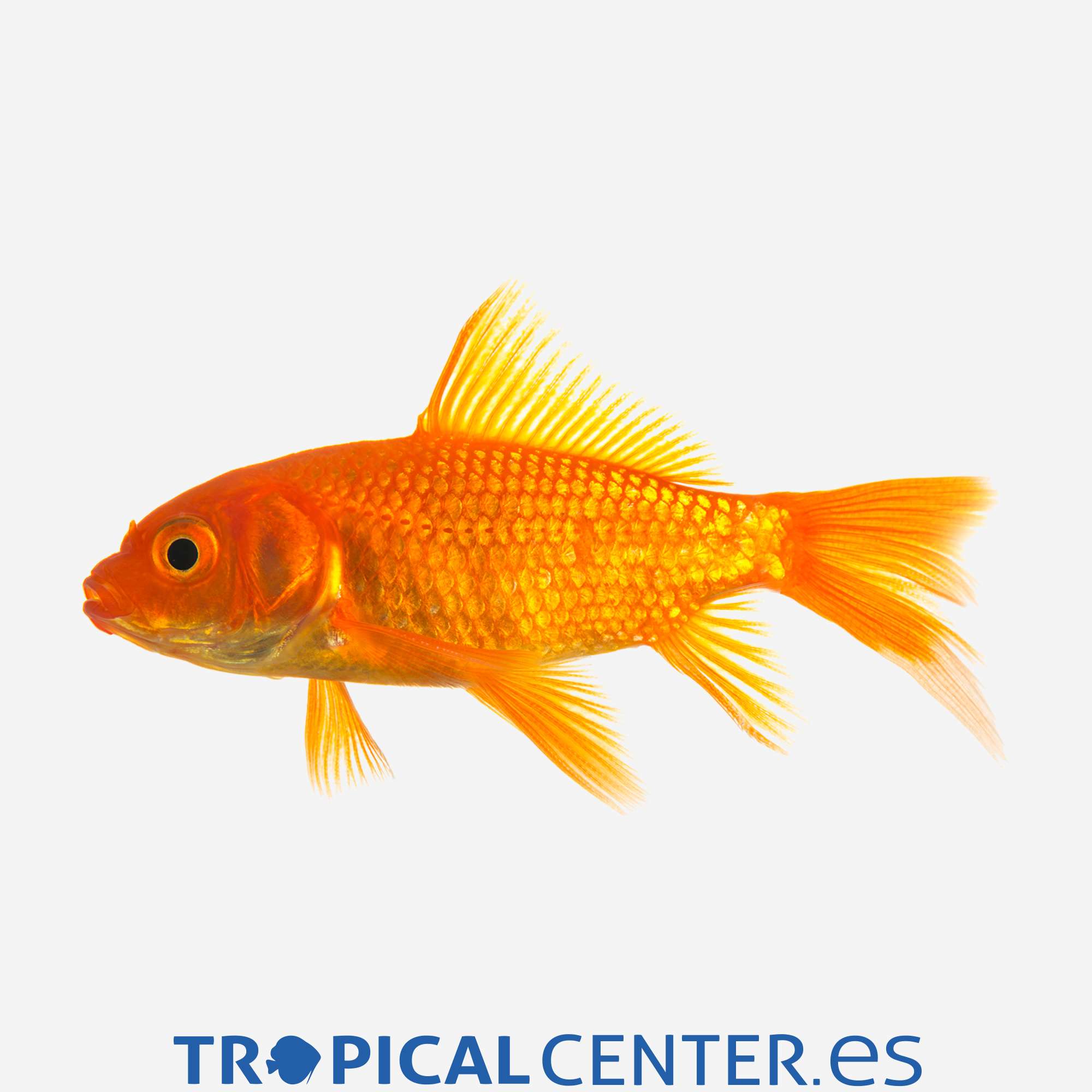 cr01-7-cometa-rojo-hqf_general_4126.jpg cr01-7-cometa-rojo-hqf_general_4126.jpg