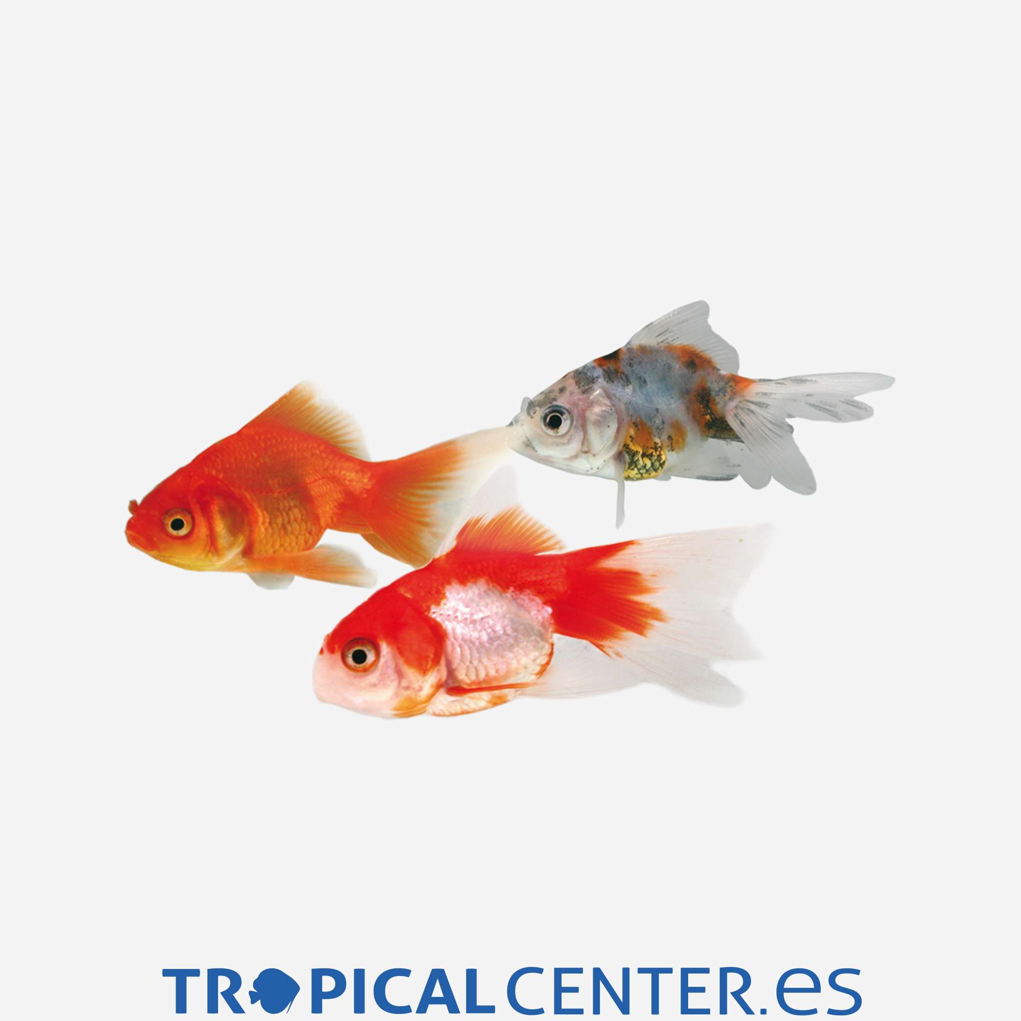 cs011-0-fantail-surtido_general_3533.jpg cs011-0-fantail-surtido_general_3533.jpg