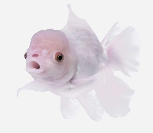 Oranda Blanco