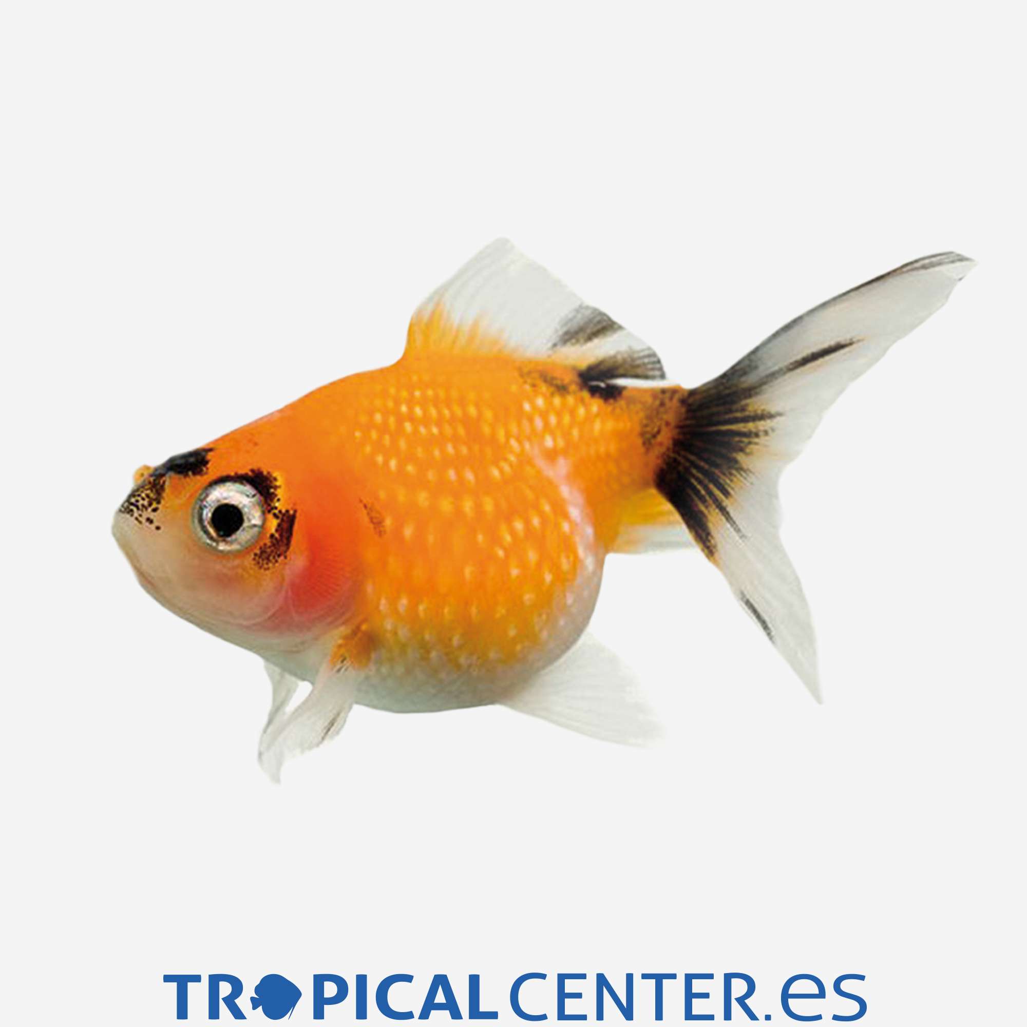 cs12-2-escama-perlada_general_3535.jpg cs12-2-escama-perlada_general_3535.jpg