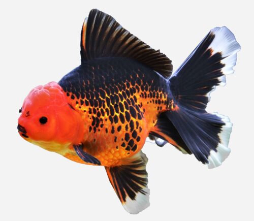 Oranda Rojo y Negro