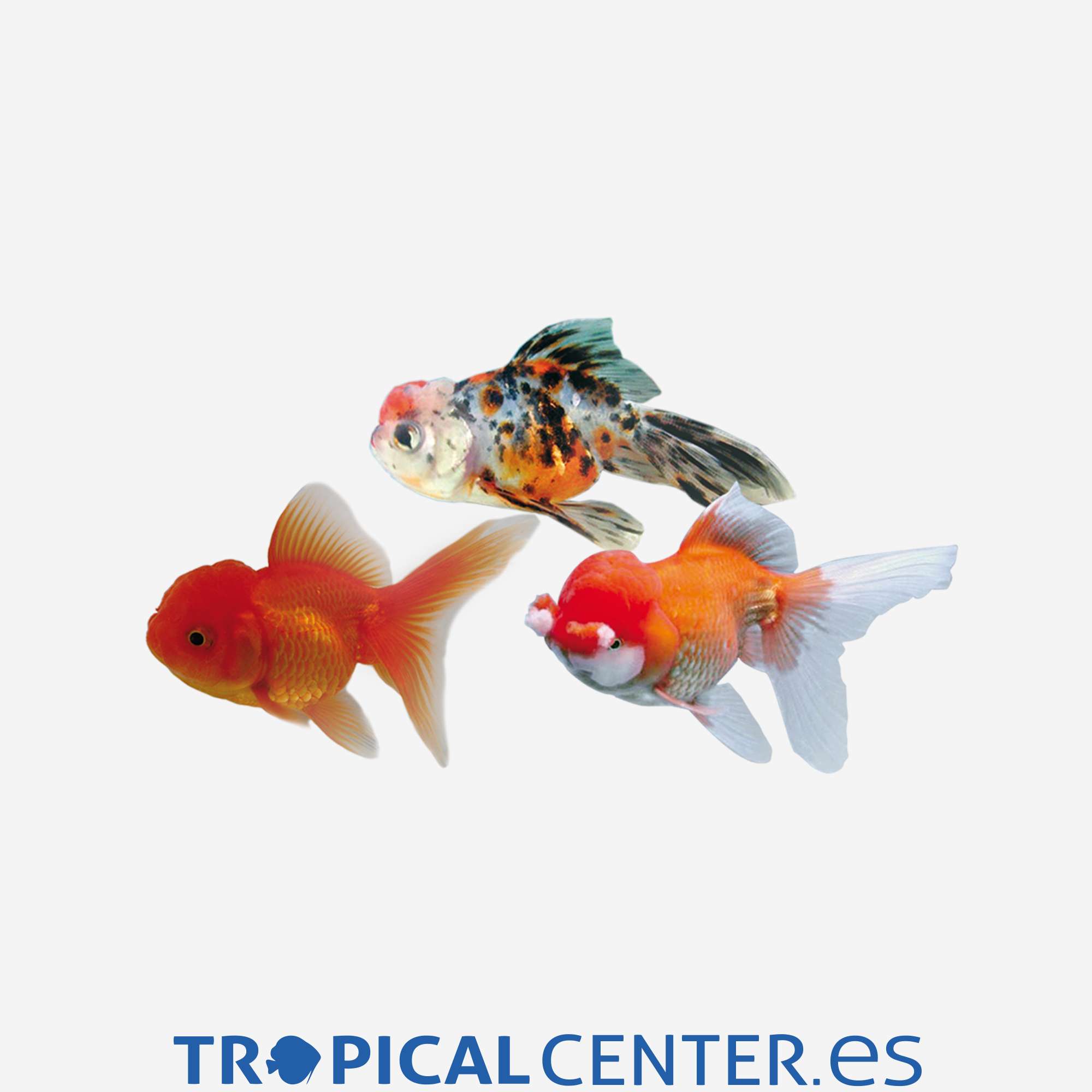 cs33-4-oronda-surtido_general_3538.jpg cs33-4-oronda-surtido_general_3538.jpg