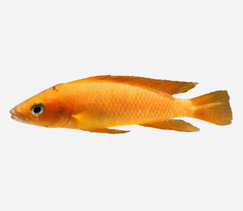 Lamprologus leleupi Orange 💎HQF💎