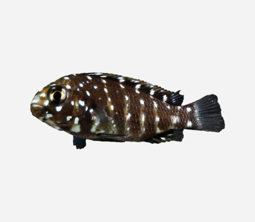 Tropheus mariposa perlada