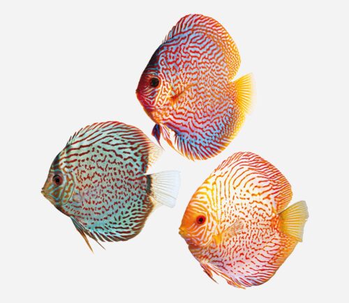 Disco Surtido 💎HQF💎