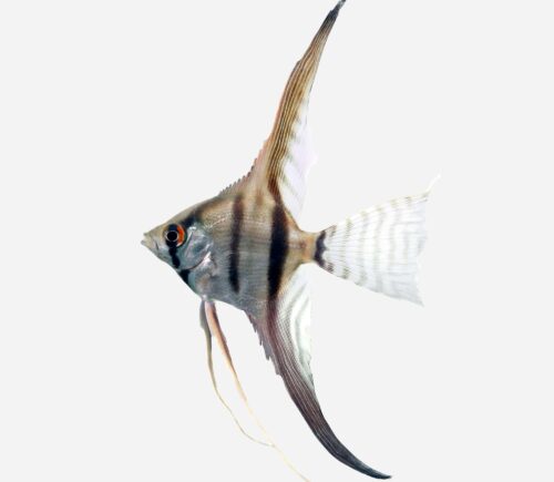 Escalar Peru altum 💎HQF💎