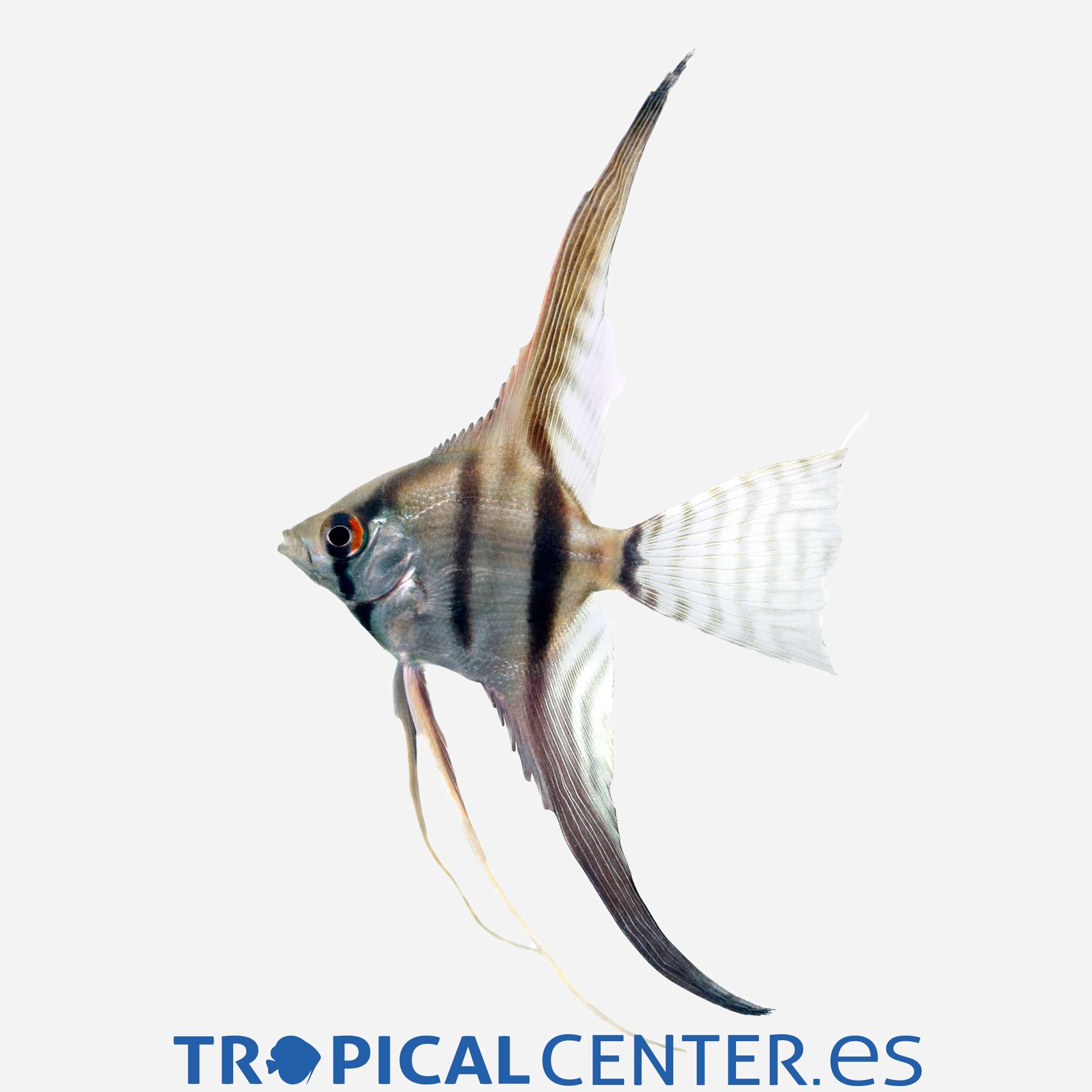 es01-3-escalar-peru-altum-hqf_general_5083.jpg es01-3-escalar-peru-altum-hqf_general_5083.jpg