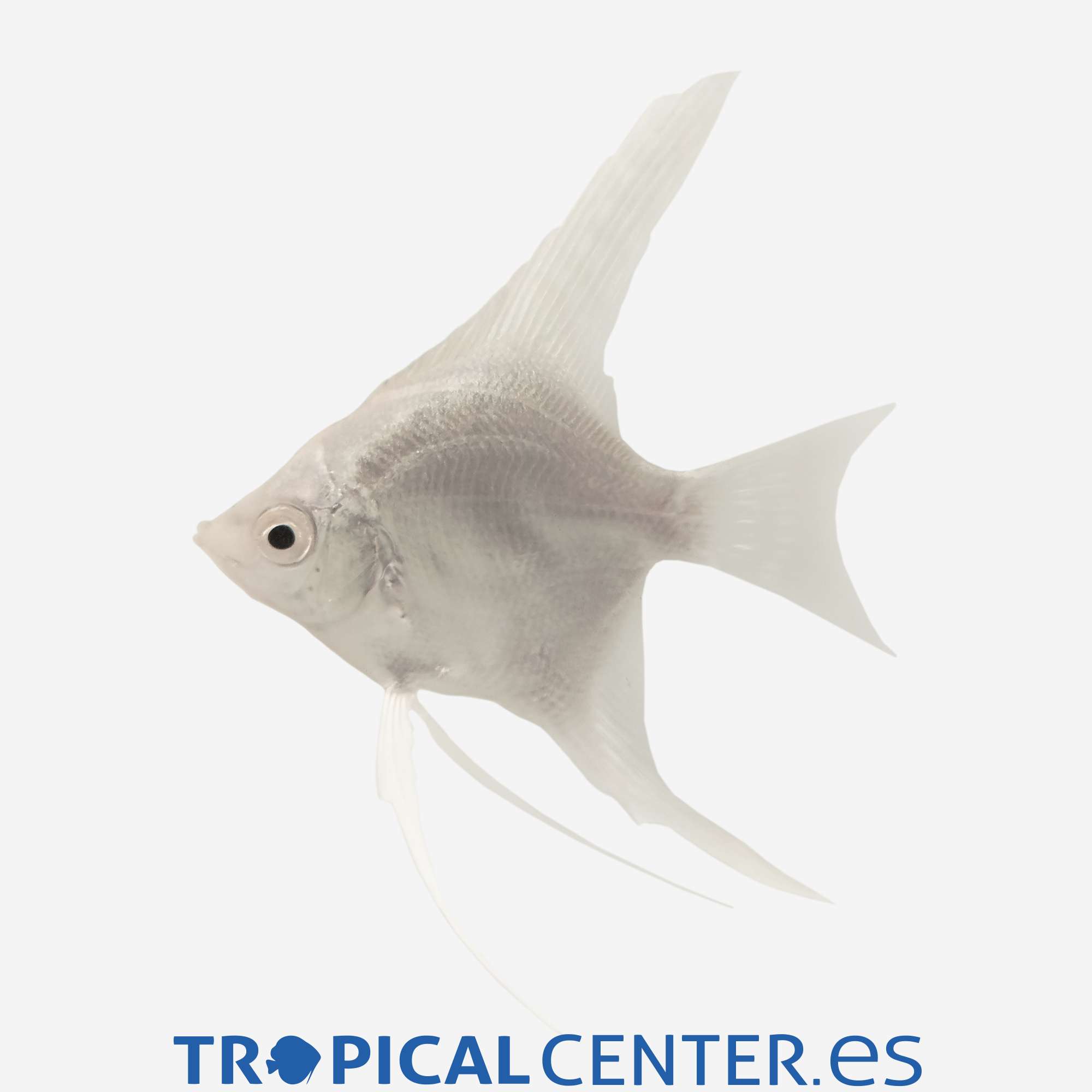 es31-2-escalar-platino_general_5384.jpg es31-2-escalar-platino_general_5384.jpg