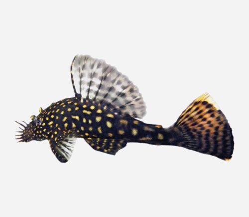 Ancistrus moteado 💎HQF💎