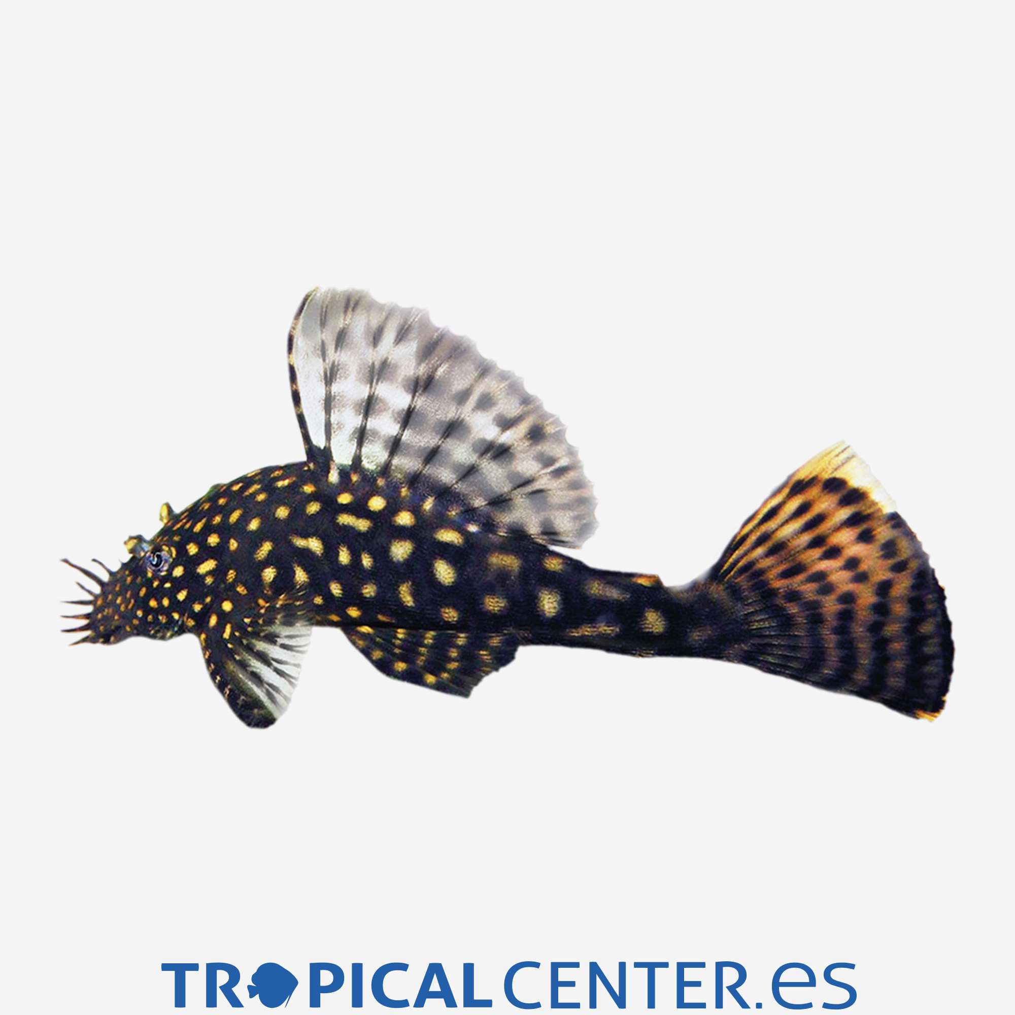 gc01-2-ancistrus-moteado-hqf_general_3623.jpg gc01-2-ancistrus-moteado-hqf_general_3623.jpg