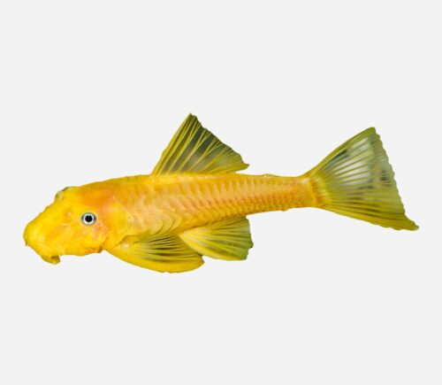 Ancistrus  Oro 💎HQF💎