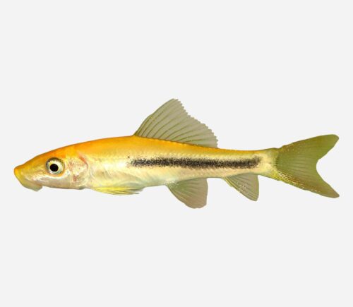 Chupa algas siamés Negro oro