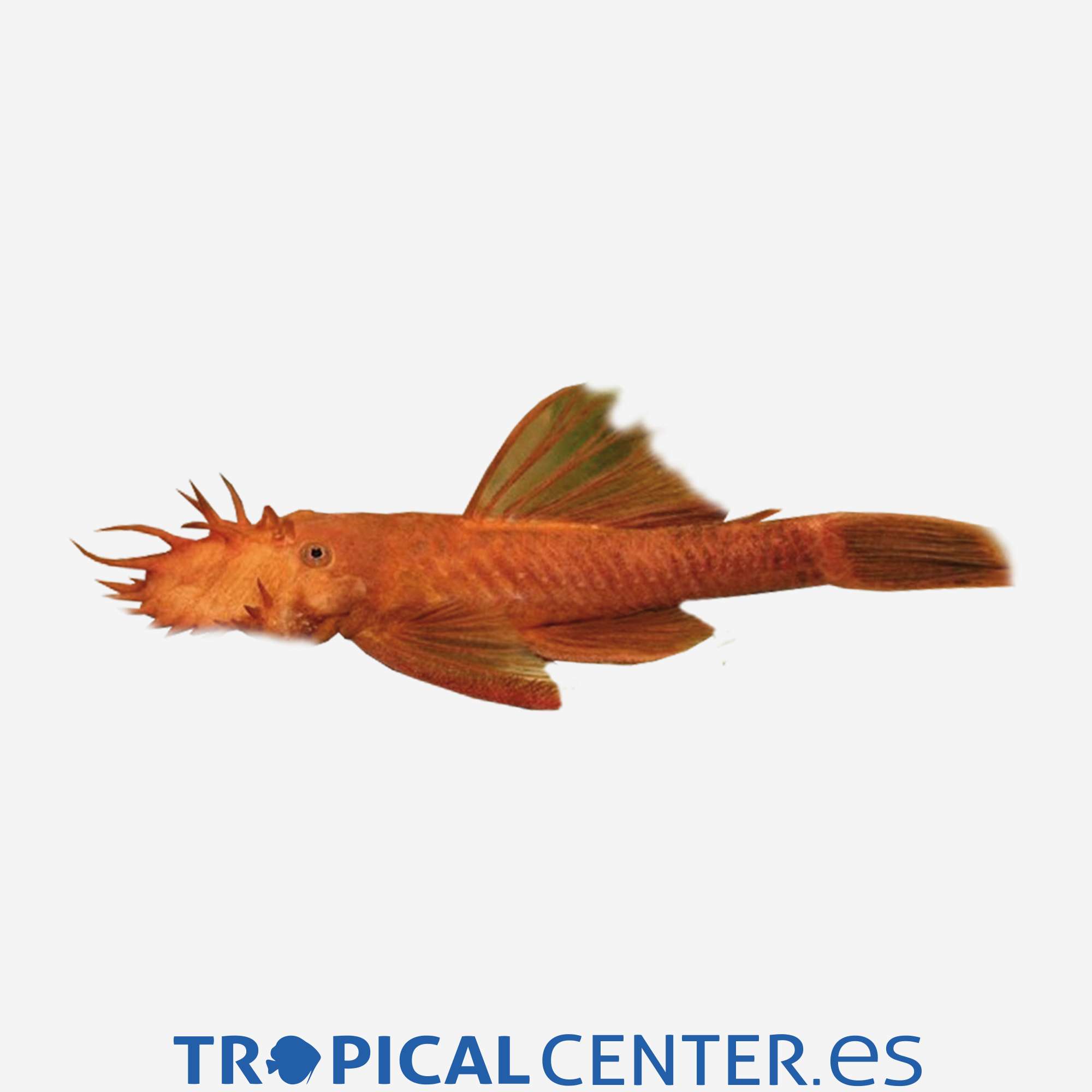 gc92-2-ancistrus-super-red_general_3638.jpg