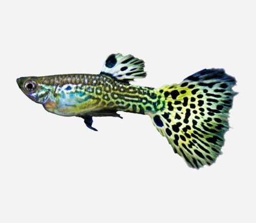 Guppy Cobra verde 💎HQF💎