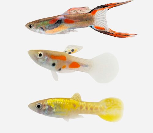 Guppy endler Surtido 💎HQF💎 (macho)
