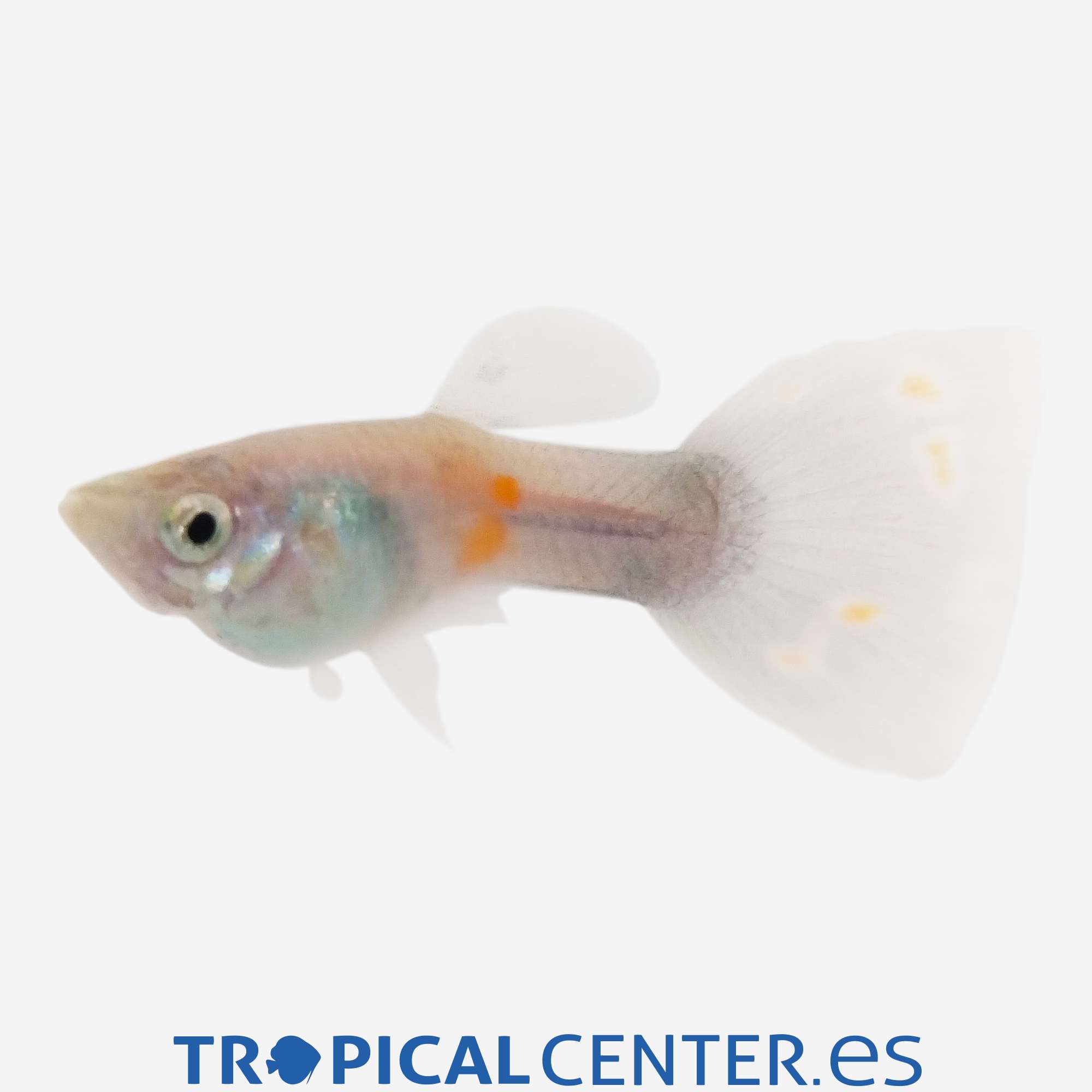 gu236-2-guppy-mosaico-azul-hqf-macho_general_5531.jpg