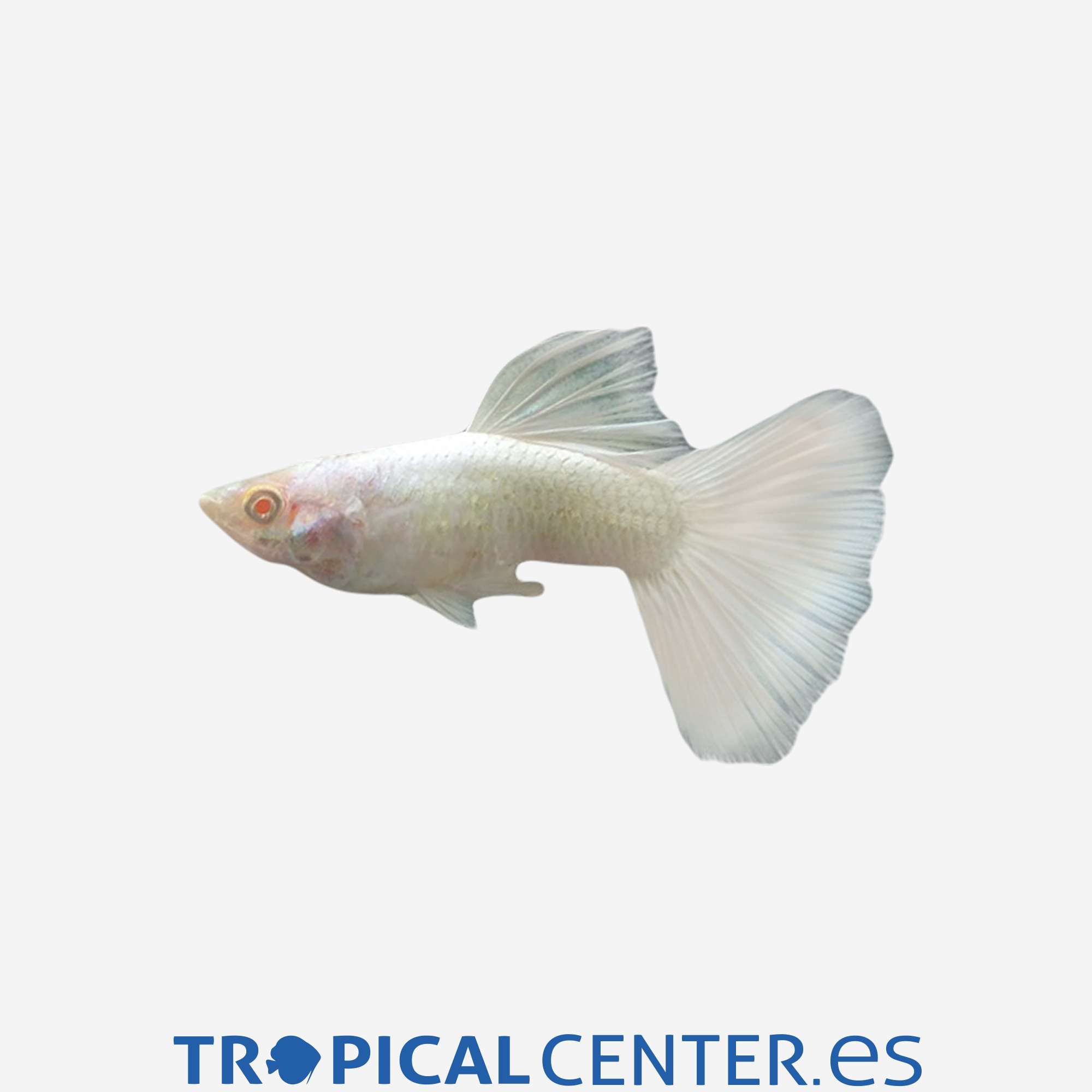 gu262-2-guppy-blanco-hqf-macho_general_4358.jpg gu262-2-guppy-blanco-hqf-macho_general_4358.jpg