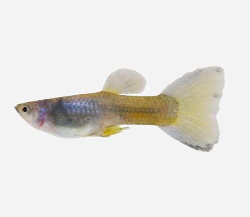 Guppy Verde Moscú (macho)