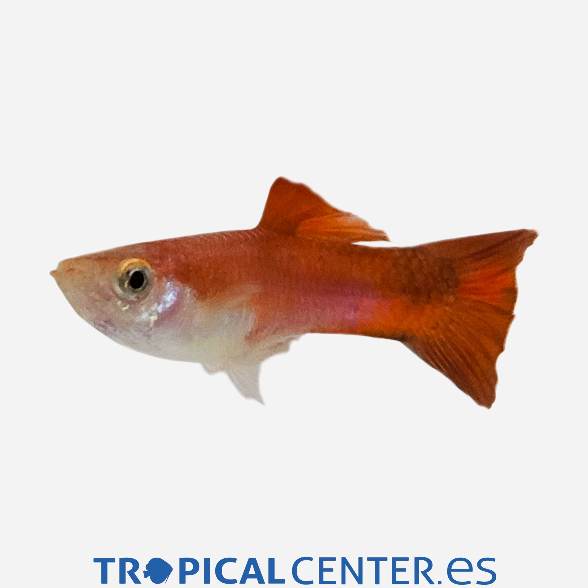 gu347-1-guppy-rojo-chili-hqf-macho_general_5526.jpg gu347-1-guppy-rojo-chili-hqf-macho_general_5526.jpg