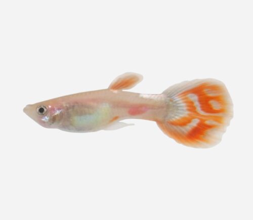 Guppy Rojo piña (macho)