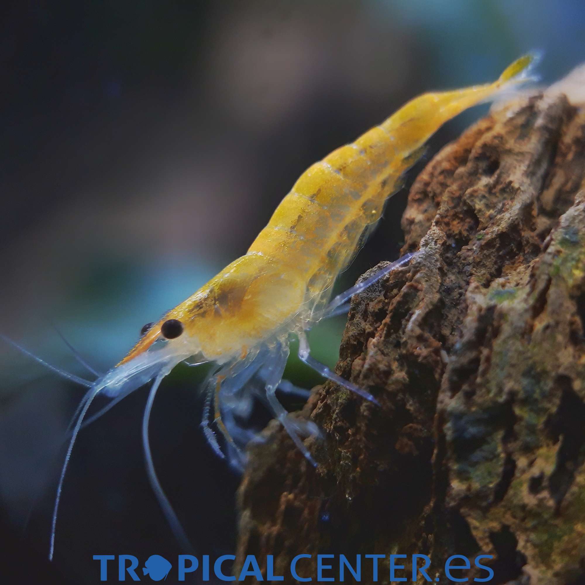 iv107-0-gamba-amarilla_general_4153.jpg iv107-0-gamba-amarilla_general_4153.jpg