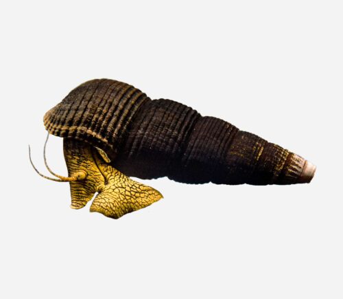 Caracol conejo Naranja