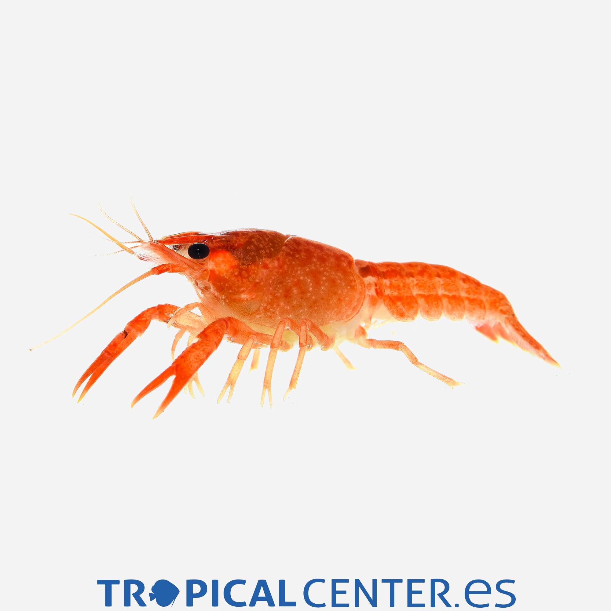 iv85-2-langosta-enana_general_4149.jpg iv85-2-langosta-enana_general_4149.jpg