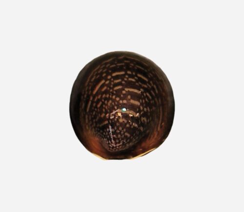 Caracol labios rojos