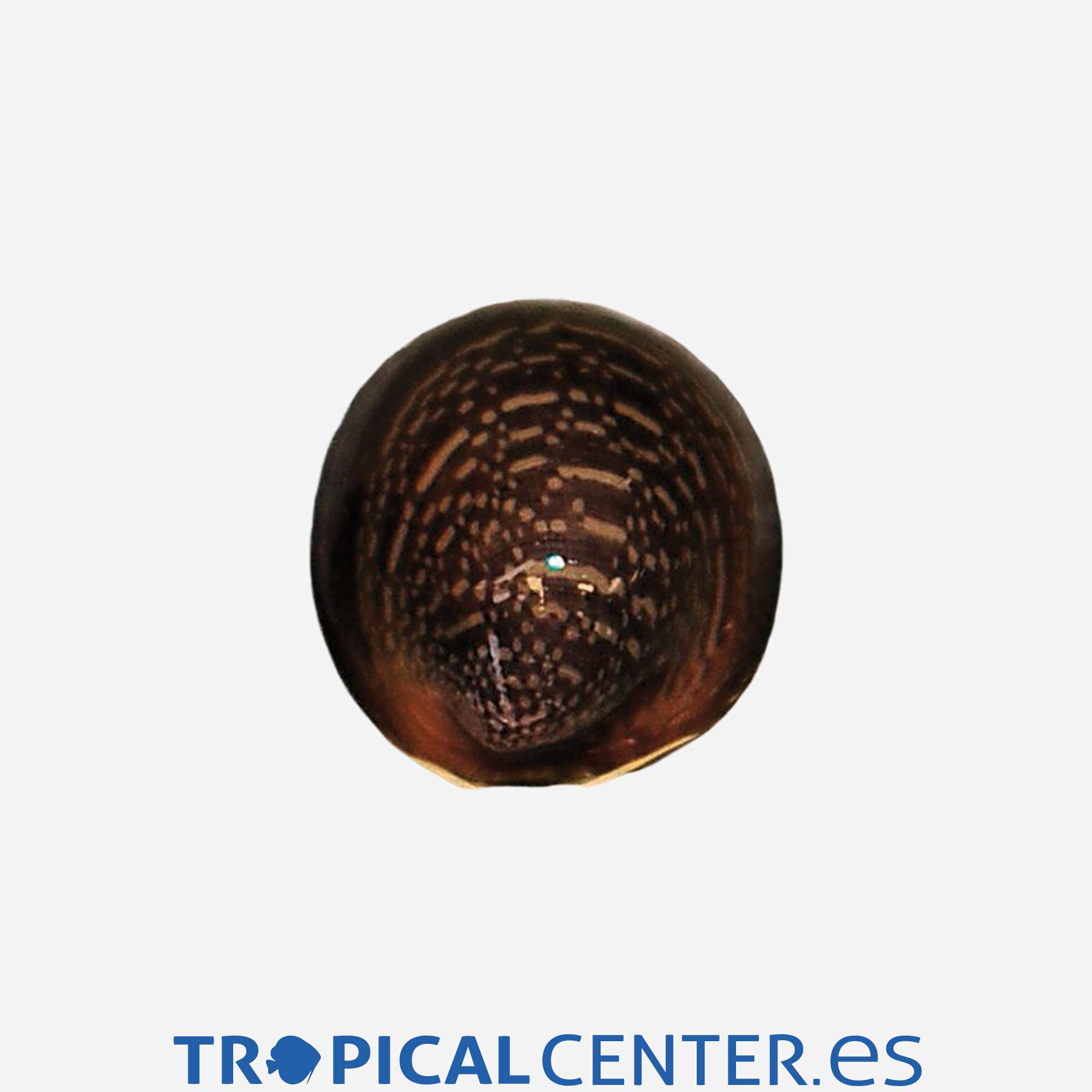 iv88-1-caracol-labios-rojos_general_5441.jpg iv88-1-caracol-labios-rojos_general_5441.jpg