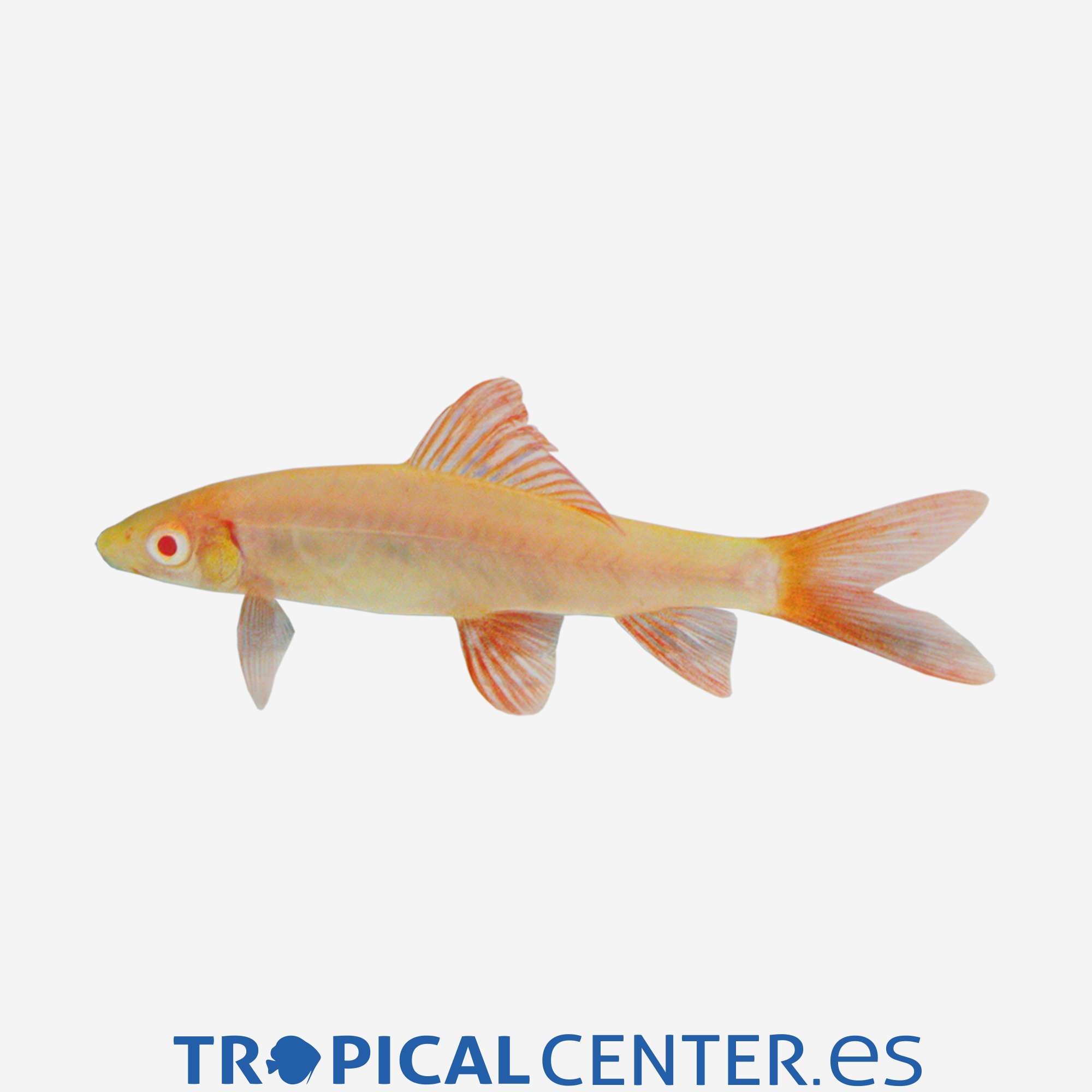 la01-2-labeo-arcoiris-albino_general_3697.jpg la01-2-labeo-arcoiris-albino_general_3697.jpg