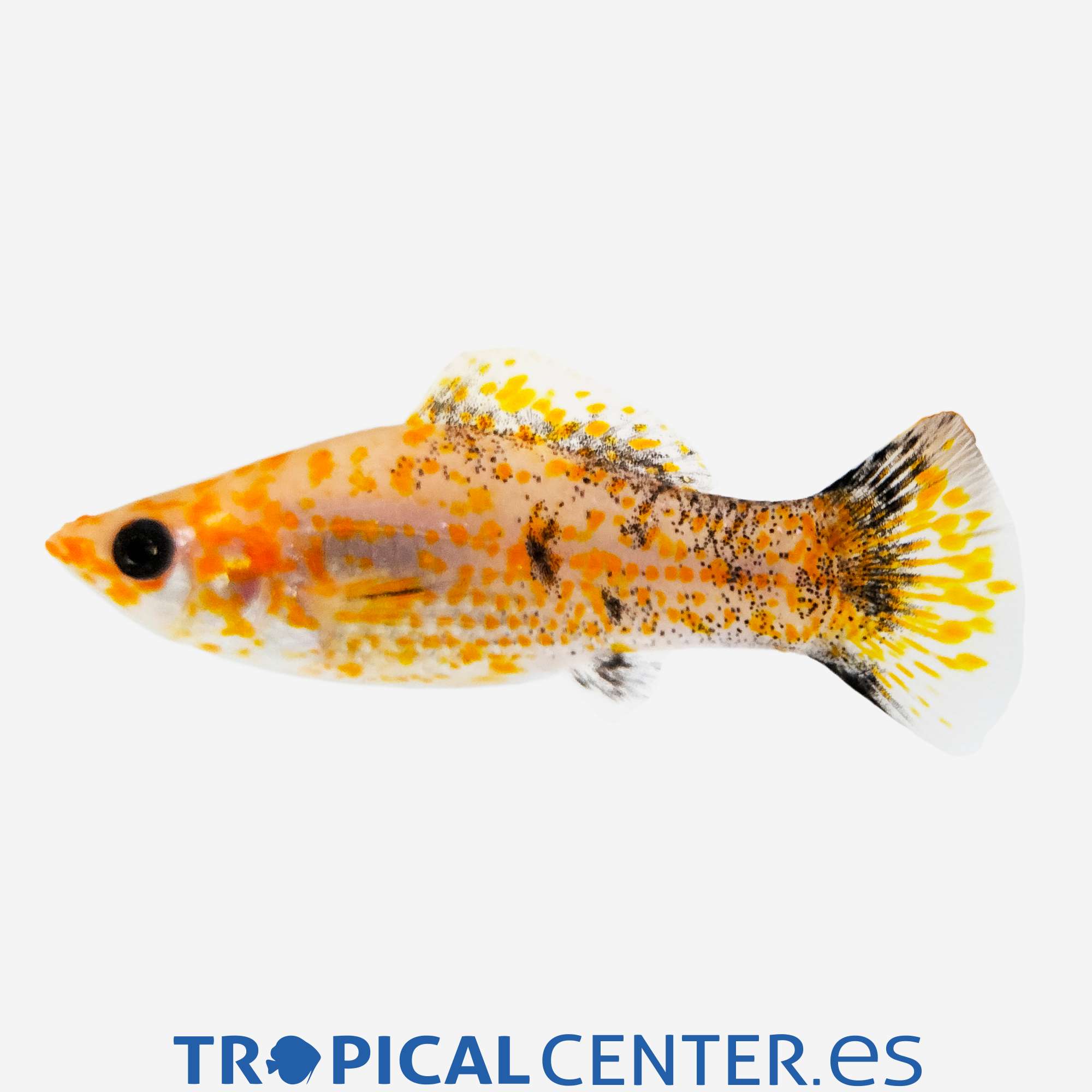 mo33-2-molly-leopardo-rojo_general_5492.jpg mo33-2-molly-leopardo-rojo_general_5492.jpg