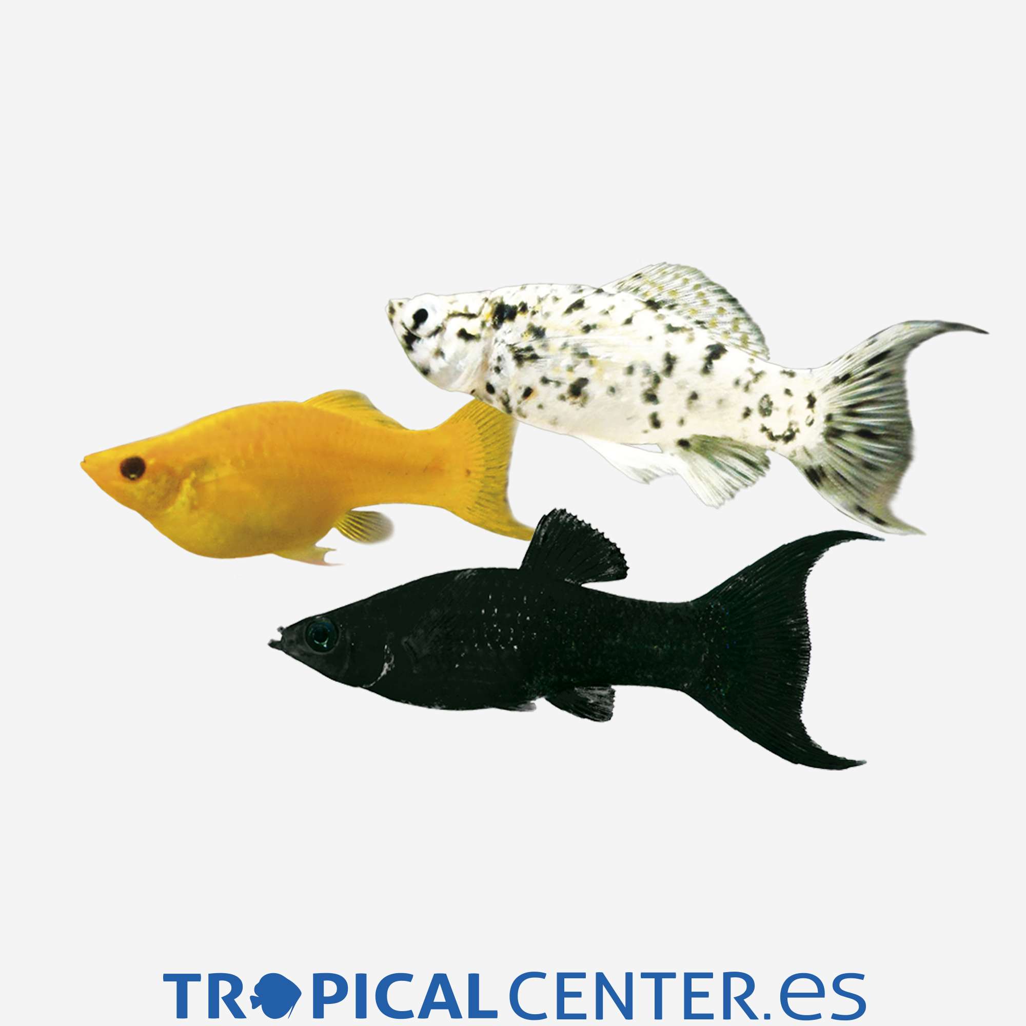 mo36-2-molly-lira-surtido_general_3828.jpg mo36-2-molly-lira-surtido_general_3828.jpg